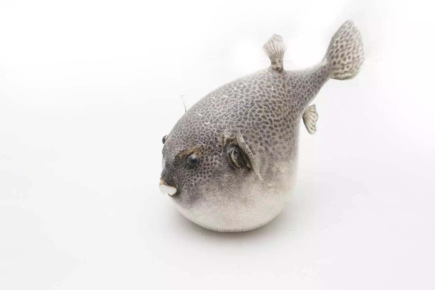 دریا را به خانه ببرید